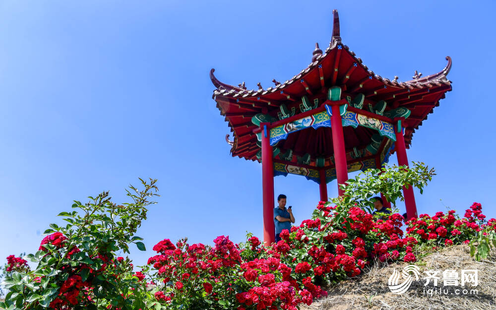 数万株地被玫瑰盛开！艳丽花海随风荡漾(图4)