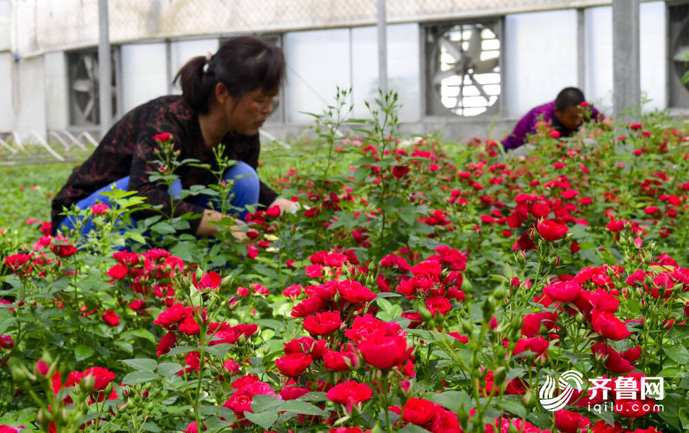 数万株地被玫瑰盛开！艳丽花海随风荡漾(图5)